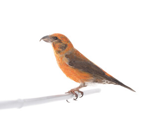 male red crossbill isolated on white background, studio shot