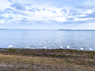 lake with birds, swans in winter
