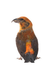 male red crossbill isolated on white background, studio shot