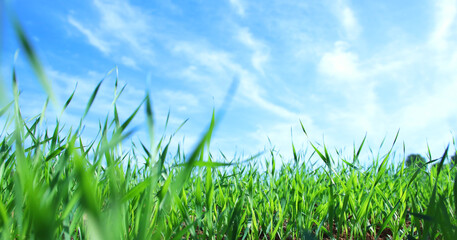 low angle view of fresh grass against blue sky with clouds. freedom and renewal concept - Powered by Adobe