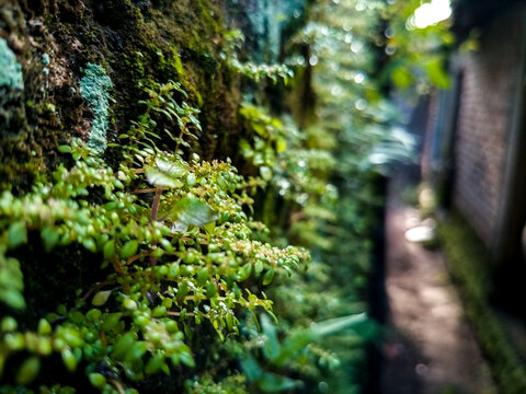 closeup nature view of green leaf background © ekawepe