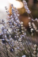 Delphinium blue grows in the garden. Double delphinium blue flower. Delphinium Blue Dawn