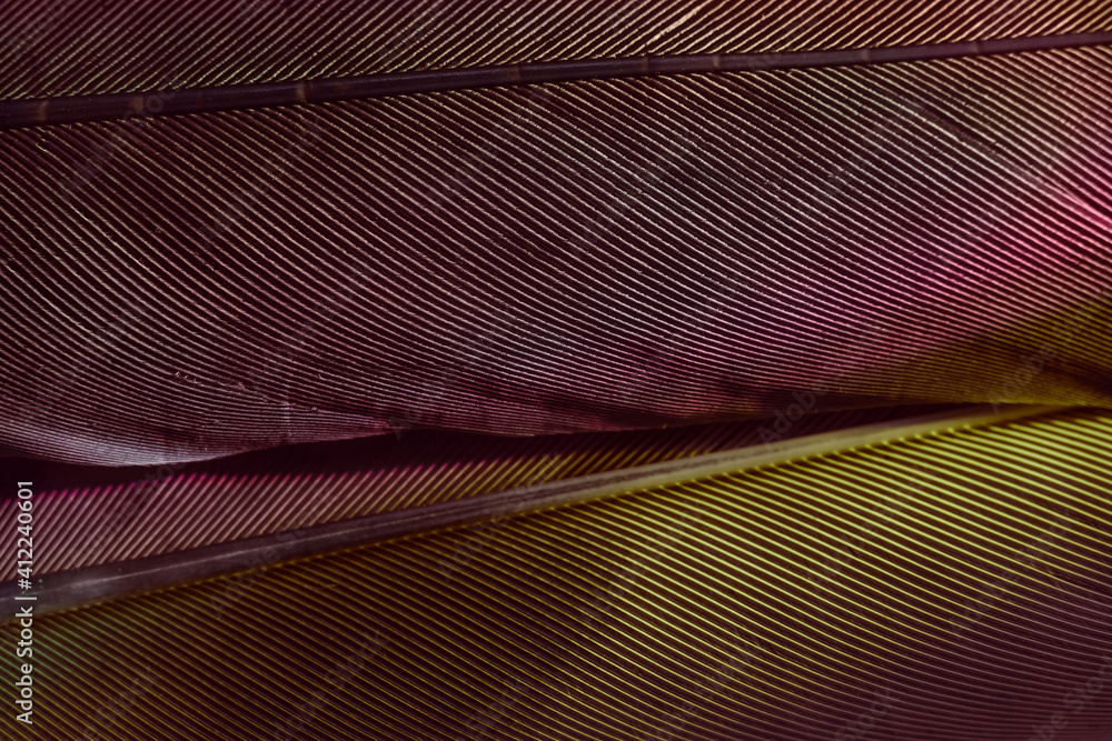 Aufkleber Close up Beautiful Bird feather background pattern texture for design. Macro photography view..