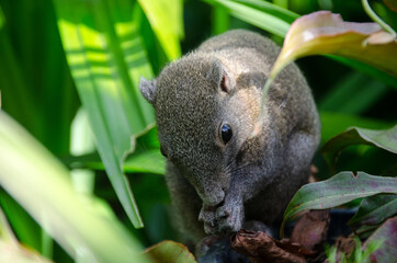 Close-up cute  squirrel eating monkey cups.
