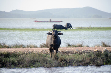 Water buffalo eating the grass in Songkhla Lake. Songkhla, Tailand