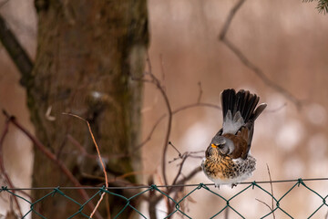 Fieldfare (Turdus pilaris) in Winter