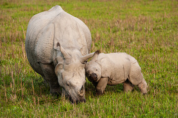 Greater one-horned Indian Rhino mom getting a snuggle from her calf 