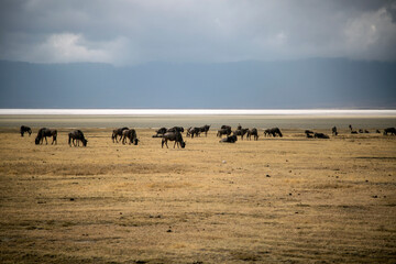 Group of wildebeest grazing in the grass