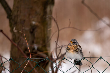 Fieldfare (Turdus pilaris) in Winter