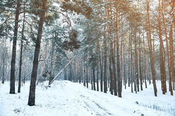 Beautiful forest covered with snow in winter