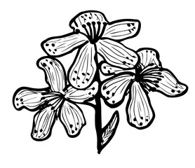 Outline drawing of three inflorescences of a medicinal St. John's wort flower