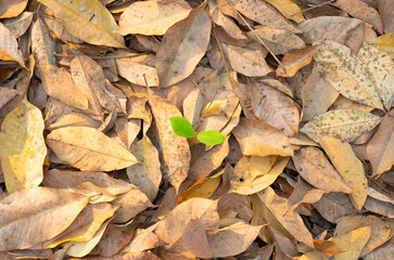 Dry leaves falling from trees. The leave tree falling on autumn on summer.