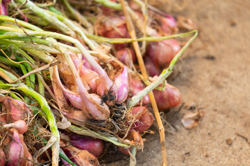 Shallots collected new have not been dried.