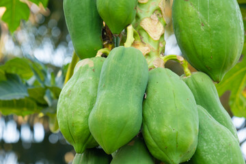 The unripe papaya fruit has a green color on the tree.