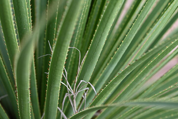 Fototapeta premium macro de feuilles dentelées de dasylirion serratifolium