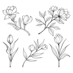 Collection of hand drawn beautiful herbs and wild flowers and leaves isolated on white background.