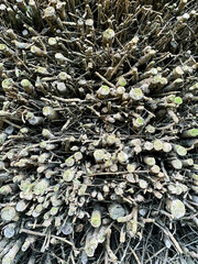Background of dry branches, brushwood. Studio Photo