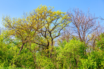 Trees with green branches n the springtime 