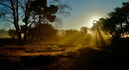 Westruper Heide 