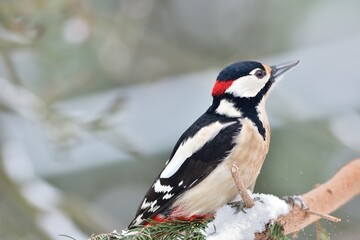 Great woodpecker sits on a branch and peck in its bark, looking for food in the winter