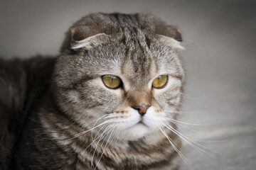 Portrait of a cat. The cat looks down.