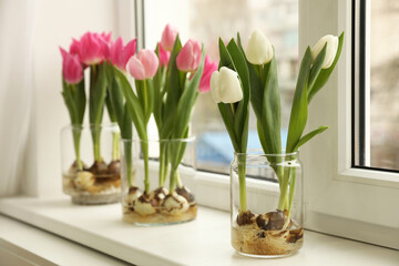 Beautiful tulips with bulbs on window sill indoors