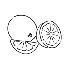 Hand drawn vector lemon slice, piece, on light background. lemon, vector sketch illustration