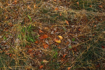 background of wild grass field with dry autumn leaves