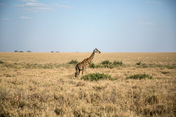 Giraffe in the middle of the savannah