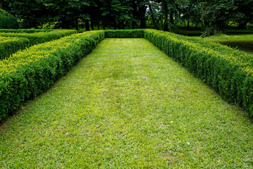 lawn between green trimmed bush hedge in the park