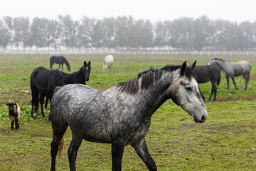 Beautiful Horses at farm on the pasture