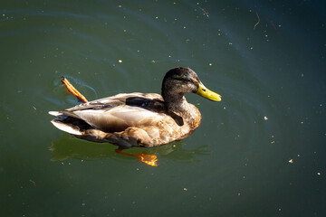 Wonky, the disabled duck