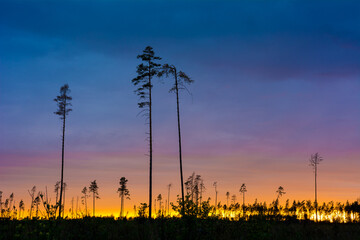 Pine trees silhouette against a colorfull sunset.