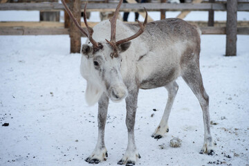 reindeer in winter in the corral