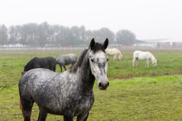 Naklejka na ściany i meble Beautiful Horses at farm on the pasture