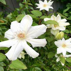 Blossoming white jasmine flowers. Nature texture background.