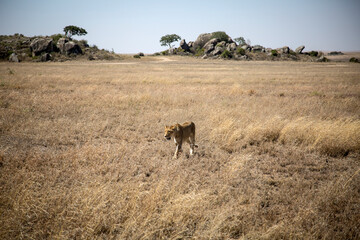 A lioness advancing through the African savanna