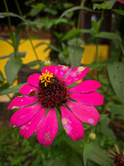 Close up of a pink zinnia flower