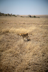 A lioness advancing through the African savanna