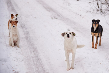 A flock of homeless dogs on the road in the forest in winter.