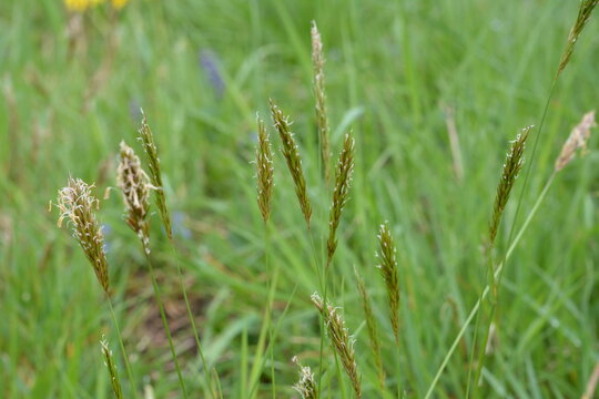 sweet grass or holy grass, Hierochloe odorata, mannagrass, Anthoxanthum odoratum, Muhlenbergia filipes