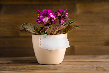 A piece of paper with space for text is held by a paper clip to a pot of violets on a wooden table. Creative background for your notes