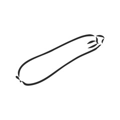 Zucchini. Vector hand drawn vegetables isolated on white background. zucchini, vector sketch illustration