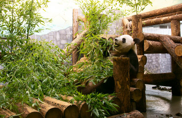 Panda Eats Bamboo in the Aviary of the Moscow Zoo Photo Through Glass