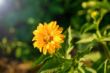 Yellow heliopsis flower in the garden at sunset.