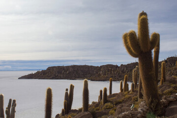cactus on the salt desert