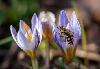 Honey bee pollinates white pink crocus flower blossom on a spring day. Collecting nectar from a...