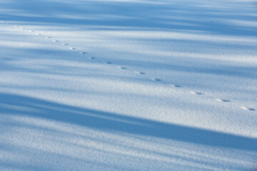Shadows and paw prints  in fresh white snow
