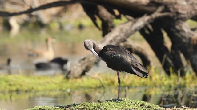 Glossy ibis full shot preening in clean background at wetland of keoladeo ghana national park or bharatpur bird sanctuary rajasthan india - Plegadis falcinellus