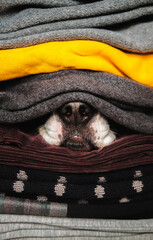 Dog's nose hiding between textures of sweaters and warm clothes. Concept of winter season and pets during cold, hibernation